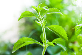 Natural Stevia Plant, for Medicinal