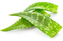 Organic Aloe Vera Leaves