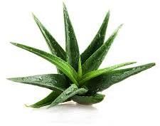 Common Organic Aloe Vera Plant, For Cosmetic, Medicines, Feature : Easy To Grow