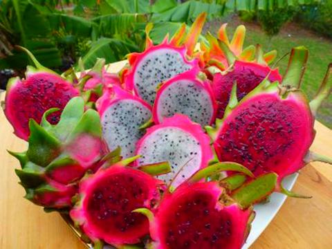 Common Pink Dragon Fruit Plant, for Food, Packaging Size : 20Kg, 25Kg, 50Kg, 5Kg