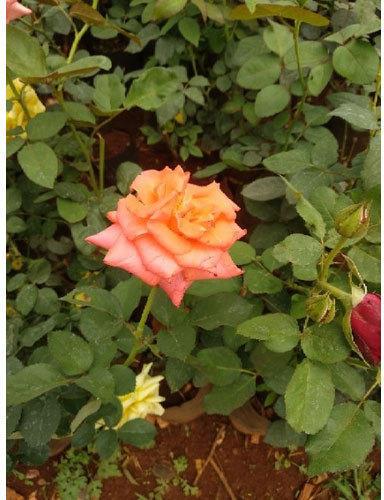 Pink Rose Plant, Feature : Fast Growth
