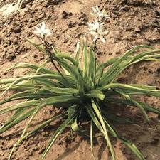 Safed Musli Plant