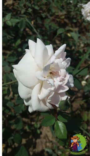 white rose plant