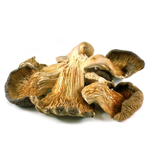 Dried Whole Oyster Mushroom