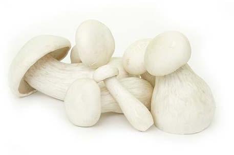 Fresh Milky Oyster Mushroom, Color : Creamy
