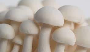 Fresh Organic Milky Mushroom, Packaging Size : 30-40kg