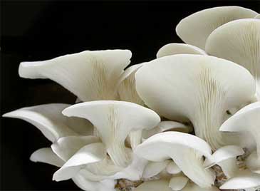 Fresh White Oyster Mushroom