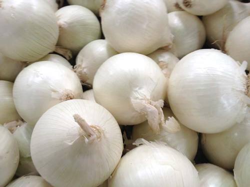Common Fresh White Onion, for Cooking, Fast Food, Snacks, Packaging Type : Gunny Bags, Net Bags