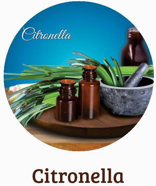 Cintronella Essential Oils