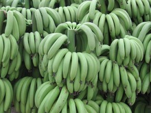 Common banana