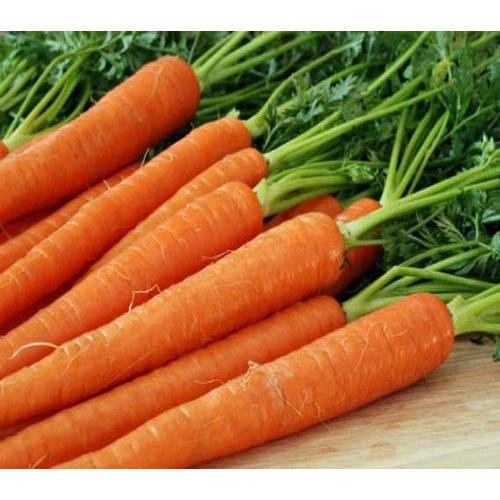 Organic Fresh Carrot, for Food, Juice, Pickle, Packaging Type : Jute Sack, PP Bags