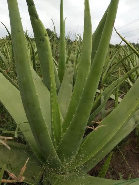 Natural Aloe Vera Plant Buy Natural Aloe Vera Plant For Best Price At Inr 5 Piece S Approx