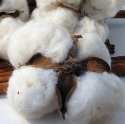 Indian Raw Cotton, for Yarn, Feature : Soft, High Quality