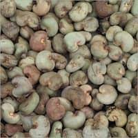 Shelled Raw Cashew Nuts