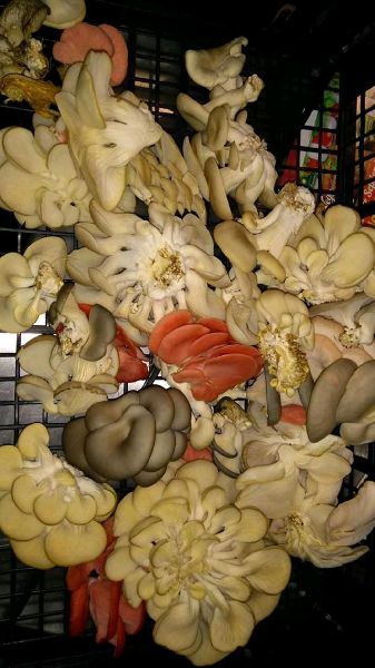 Oyester Mushrooms