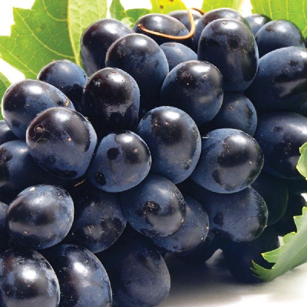 Fresh High Quality Black Grapes