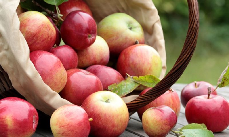 Fresh Organic Apple
