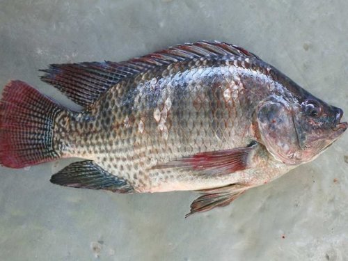 Live Tilapia Fish