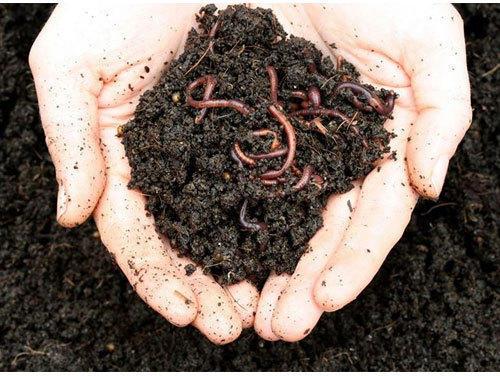 Organic vermicompost, for Agriculture, Purity : 99.9%