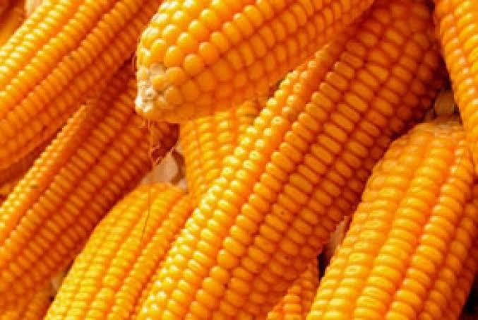 Natural yellow maize, for Animal Food, Bio-fuel Application, Cattle Feed, Human Food, Making Popcorn