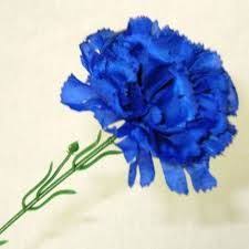 Organic Blue Carnation Flower, Occasion : Party etc., Wedding