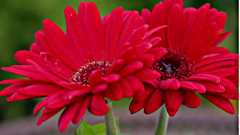 Fresh Gerbera Flower