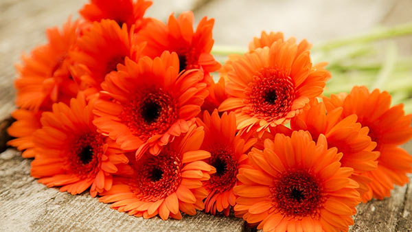 Orange Gerbera Flower, Feature : Rich fragrance