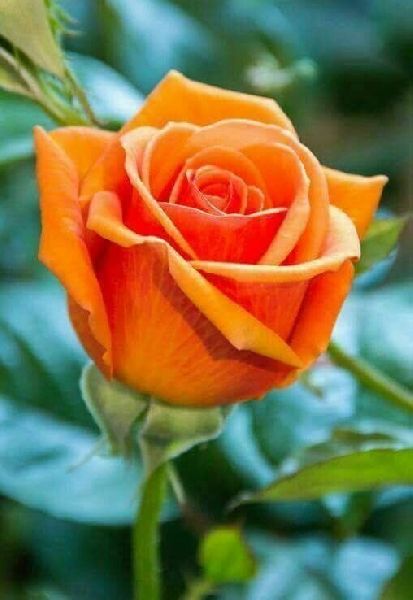 Orange Rose