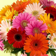 Organic Gerbera Flower, Occasion : Party, Wedding Gifting