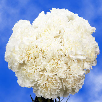 Organic White Carnation Flower, Occasion : Wedding, Party etc.