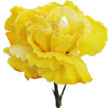Organic Yellow Carnation Flower