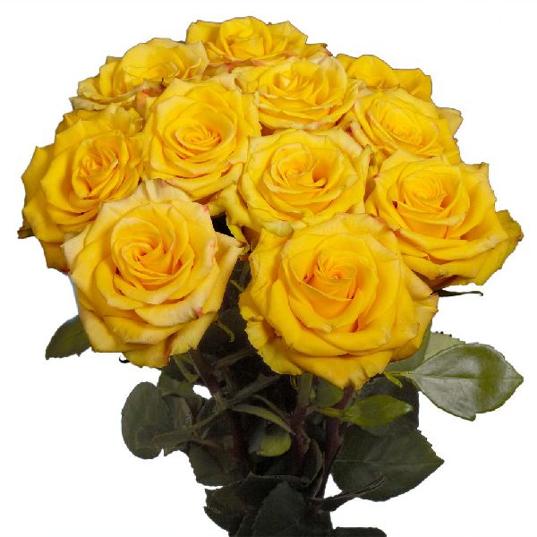 Natural Yellow Rose, for Cosmetics, Decoration, Gifting, Medicine, Packaging Type : Paper Box, Paper Bunch