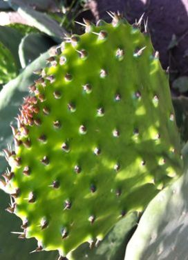 Nopal