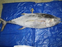 Yellowfin and Skipjack Tuna, Style : Frozen