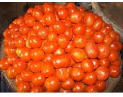 Indian Tomato, Color : Red