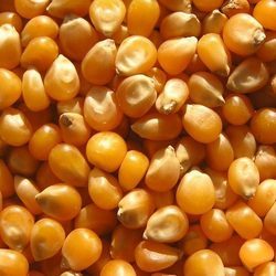 maize grain