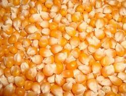 Maize Seeds