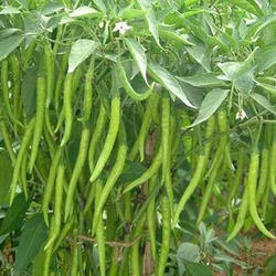 Organic Green Chilli