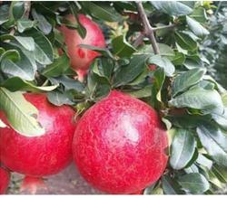 Organic Pomegranate