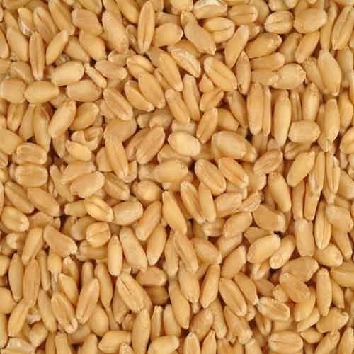 Common Milling Wheat, for Food, Style : Dried