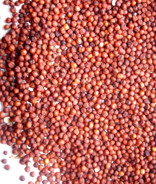 Organic Ragi Seeds, Packaging Type : Gunny Bag, Plastic Bag