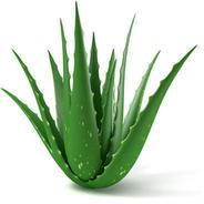 Organic Natural Aloe Vera Leaves, for Body Lotion, Cream, Making Shampoo, Gel, Juice, Pickles, Soap