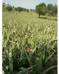 Organic Aloe Vera Leaves