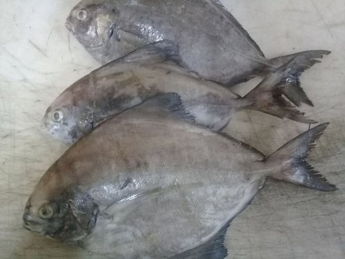 Black Pomfret Fish, Packaging Type : Thermocol Box