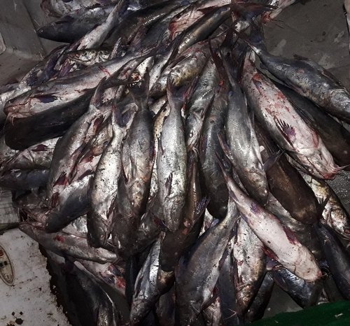 Fresh Singara Fish