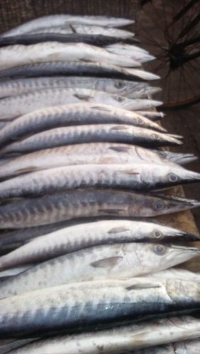 Fresh Manjeera Fish