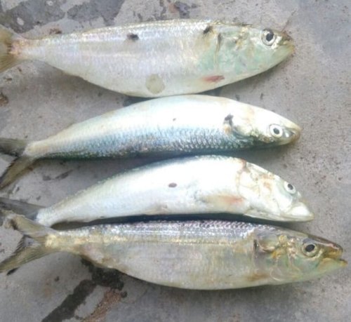 Fresh Sardines Fish