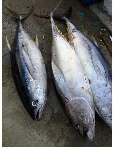 Fresh Tuna Fish, Packaging Type : Thermocol Box