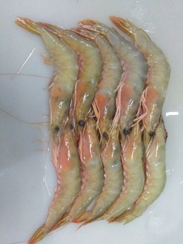 Jembo Prawn, Packaging Type : Thermocol Box