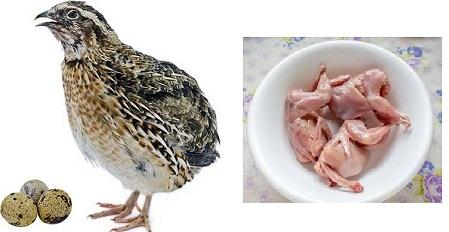Fresh Quail Meat, for Cooking, Style : Preserved
